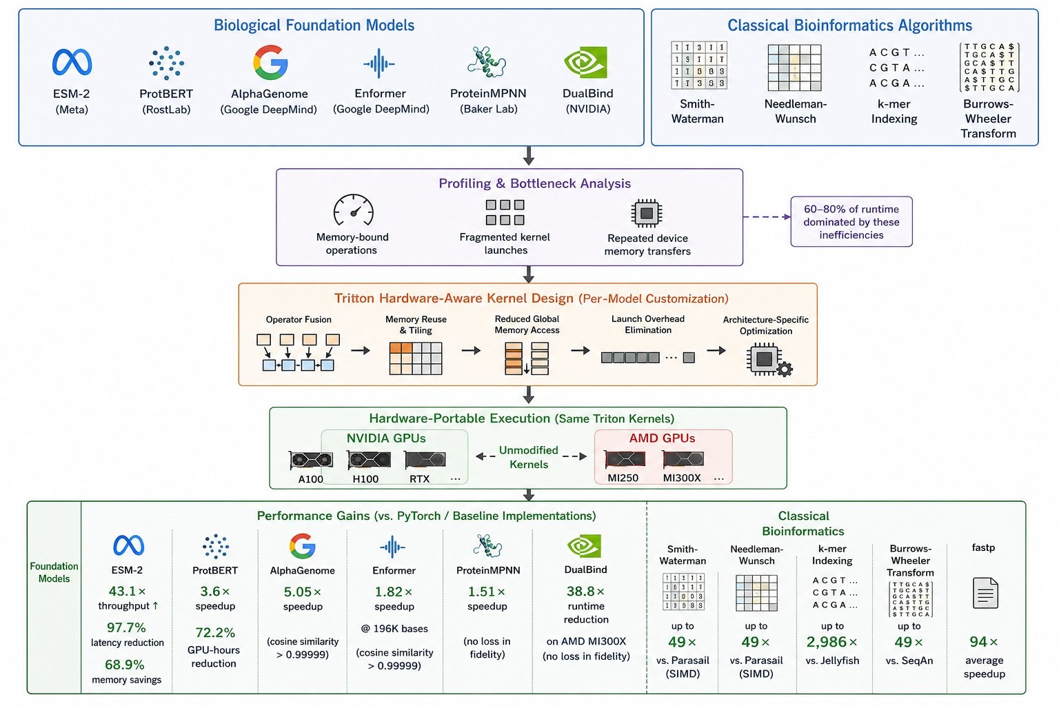 Pipeline: biological foundation models (ESM-2, ProtBERT, AlphaGenome, Enformer, ProteinMPNN, DualBind) and classical bioinformatics algorithms (Smith-Waterman, Needleman-Wunsch, k-mer indexing, Burrows-Wheeler Transform) pass through profiling, hardware-aware Triton kernel design, and hardware-portable execution on NVIDIA and AMD GPUs, with per-model performance gains shown at the bottom.